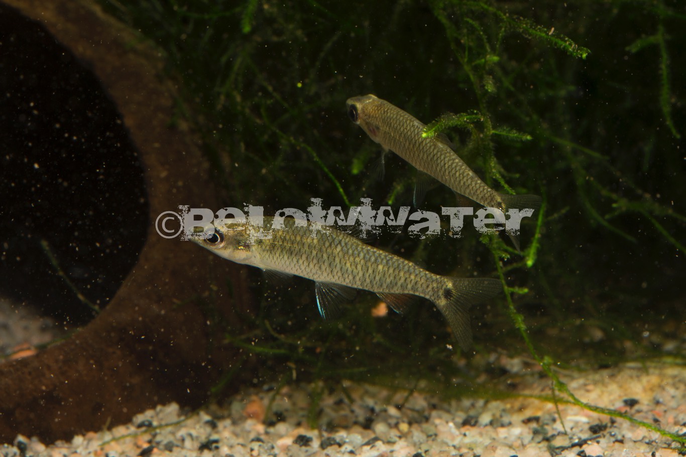 Nannocharax uniocellatus BELOW WATER