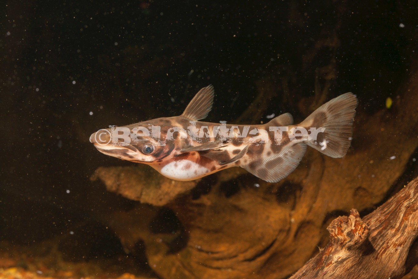 Ageniosus marmoratus