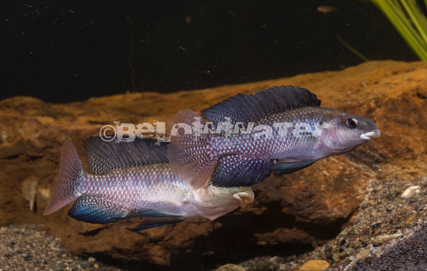 Alcolapia latilabris