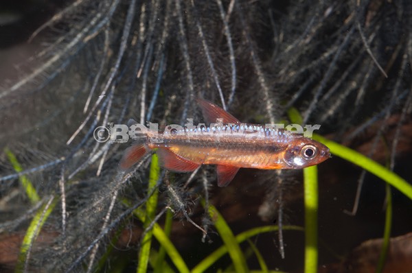 Alestopetersius brichardi