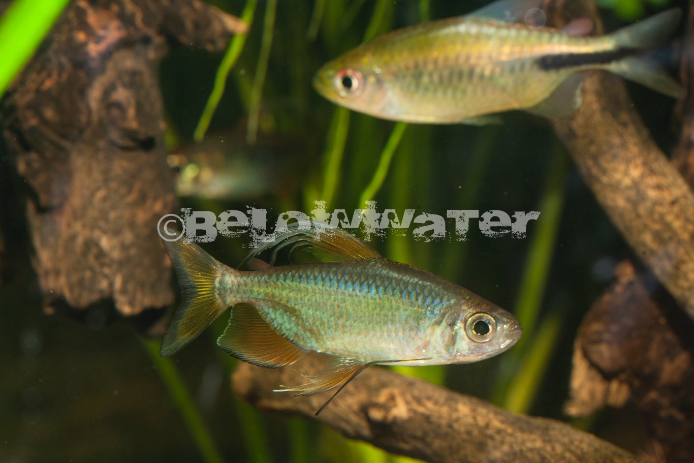 Alestopetersius tumbeensis