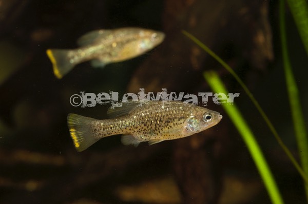 Ameca splendens