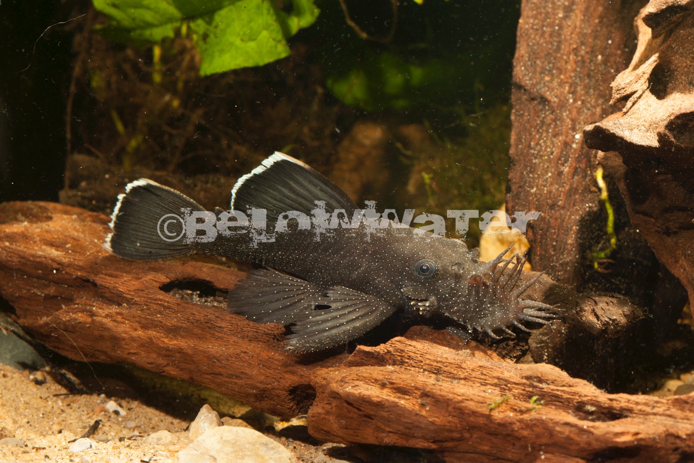 Ancistrus dolichopterus /L183