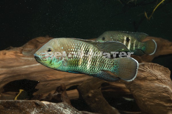 Andinoacara stalsbergi 