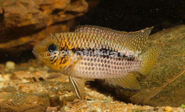 Andinocara biseriata 