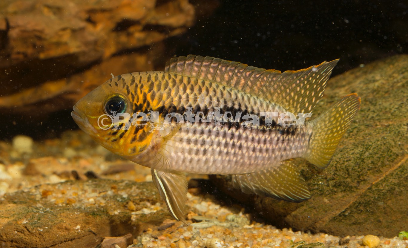 Andinocara biseriata 