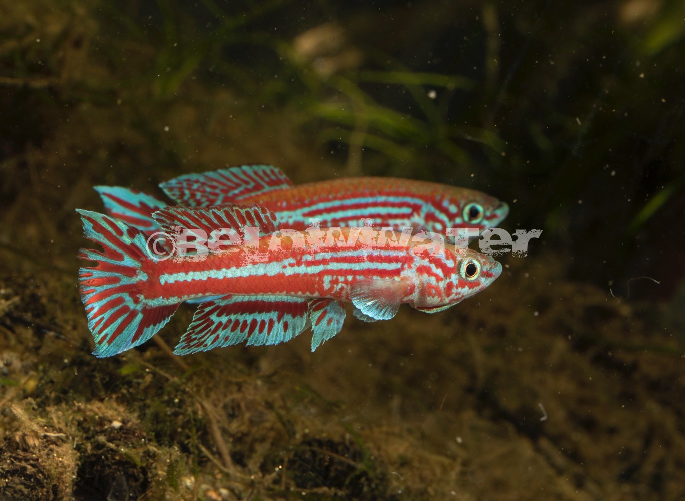 Aphyosemion ogoense /80-24