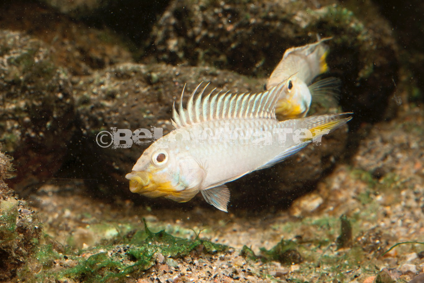 Apistogramma barlowi