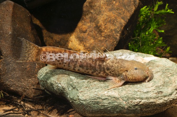 Astroblepus longifilis