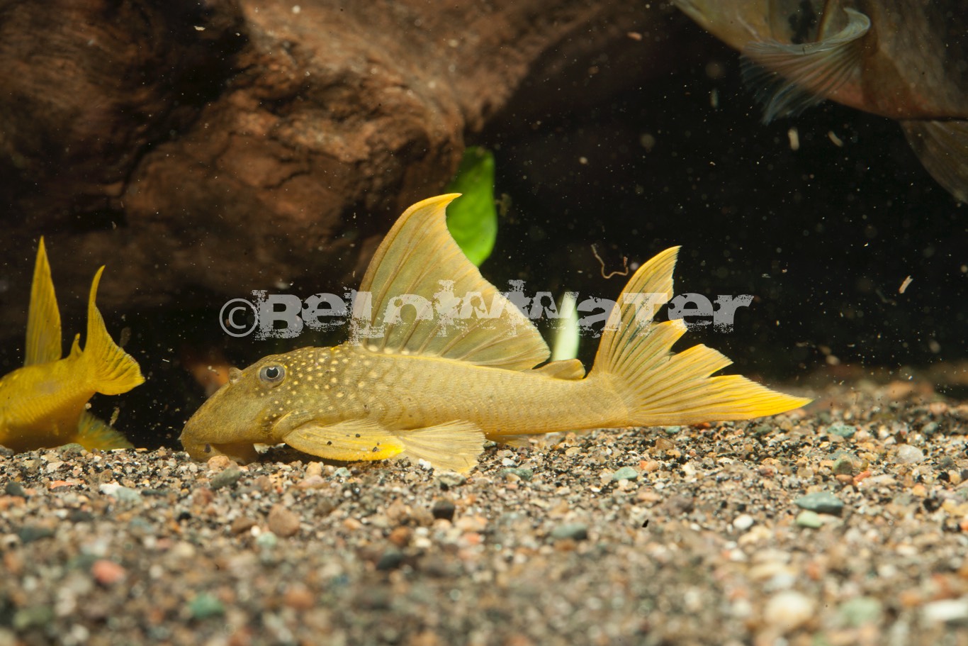 Baryancistrus demantoides /L200