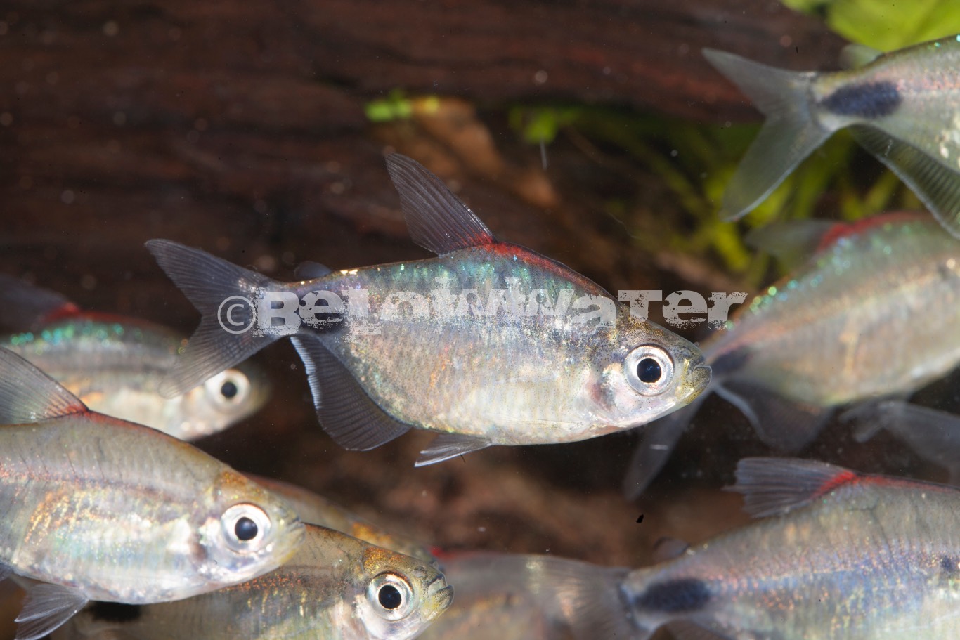 Bathyaethiops caudomaculatus