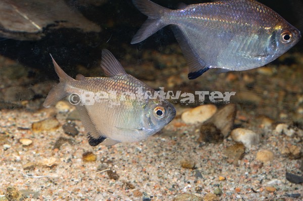 Brachychalcinus unitaeniatus