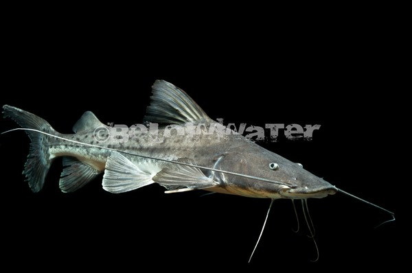 CATFISH 〜 キャットフィッシュ（ナマズ）〜 | BELOW WATER | レアな