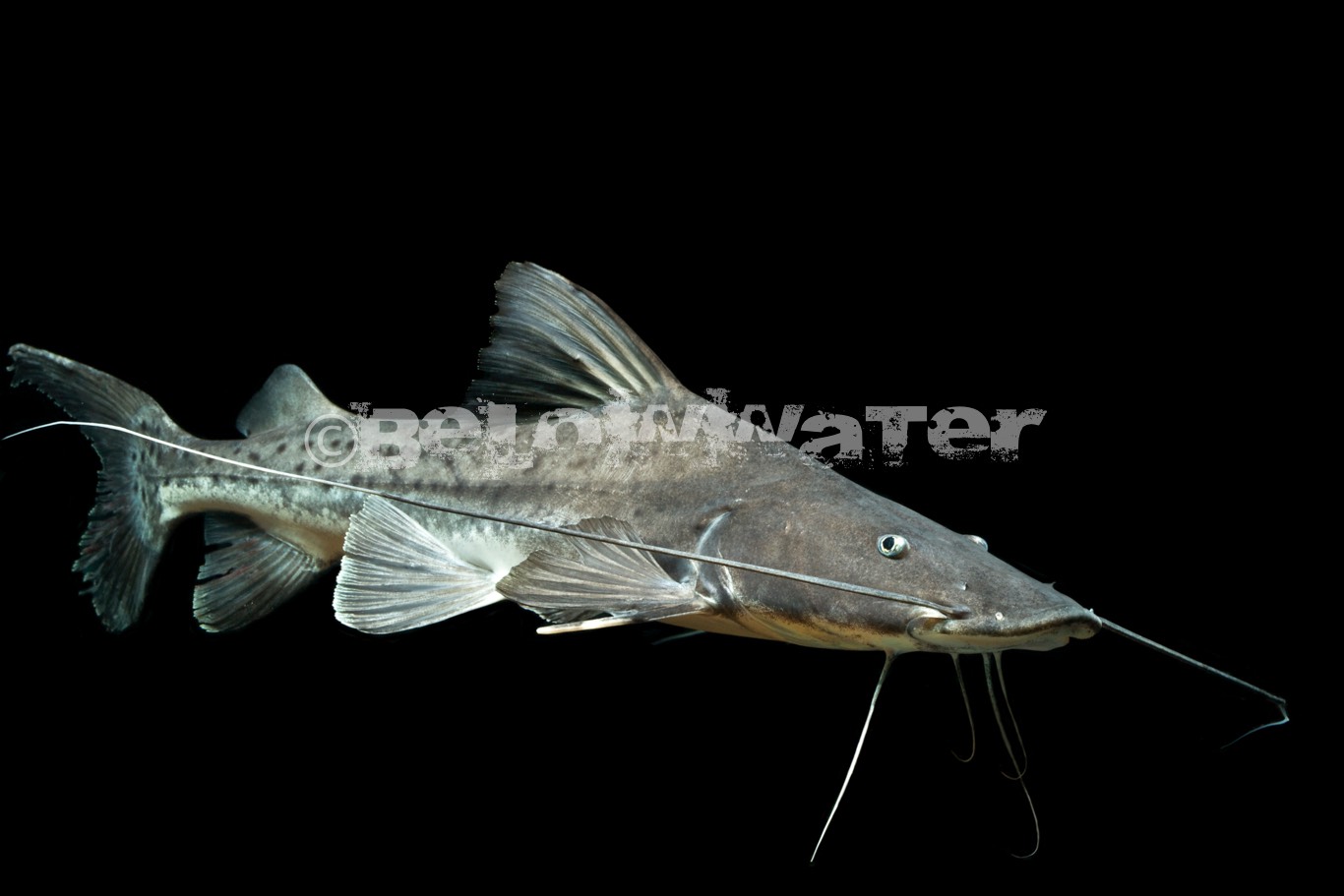 Brachyplatystoma filamentosum