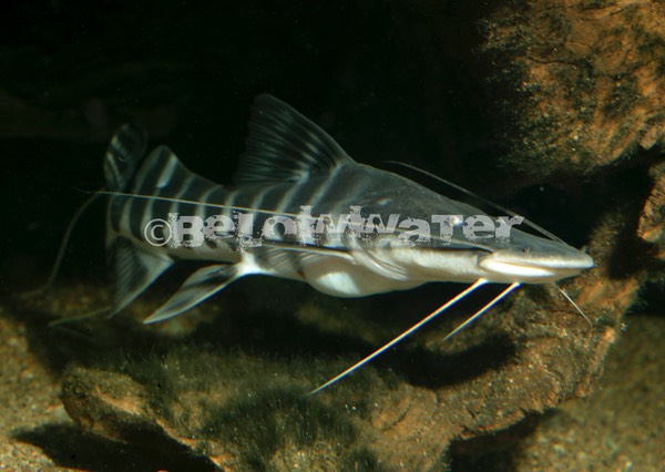 Brachyplatystoma tigrinum