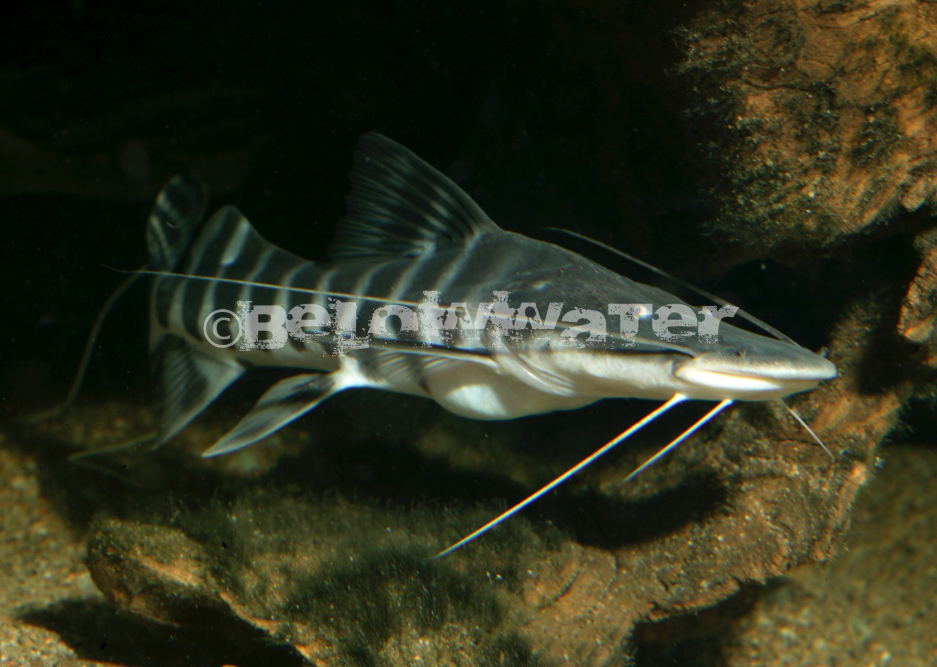 Brachyplatystoma tigrinum