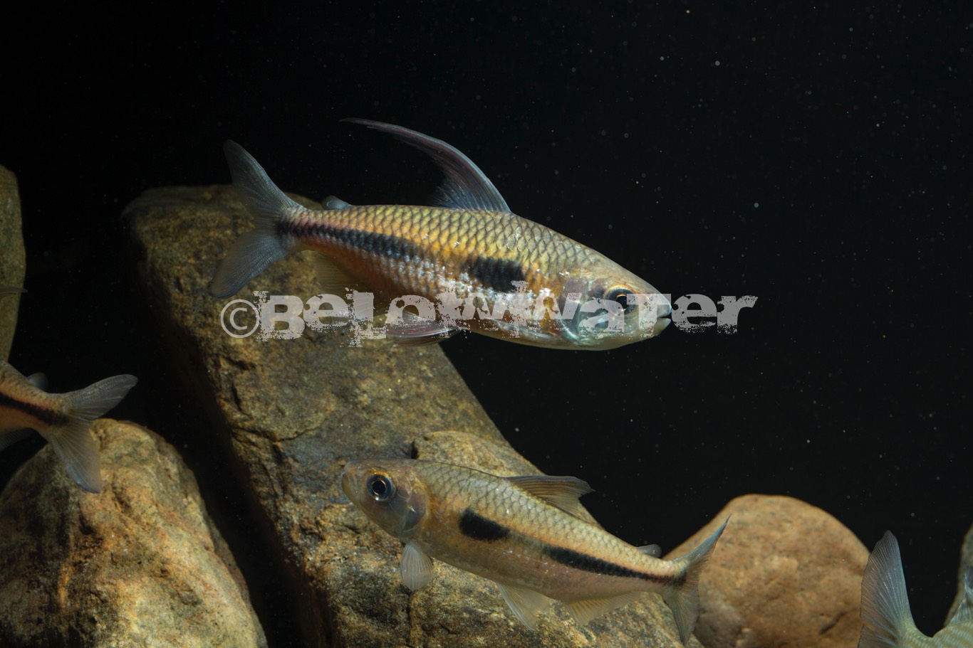 Bryconaethiops boulengeri