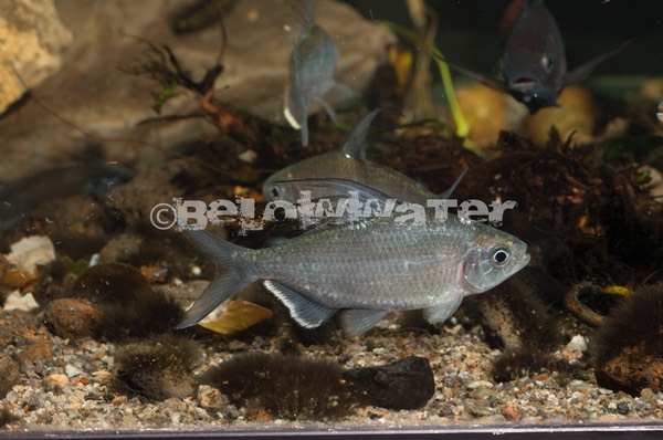 Bryconaethiops yseuxi