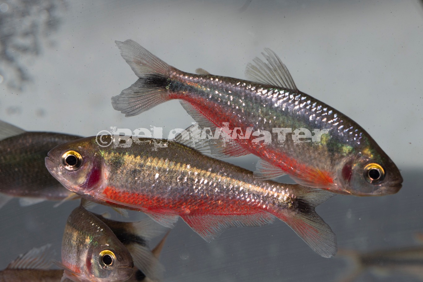 Bryconamericus dahli