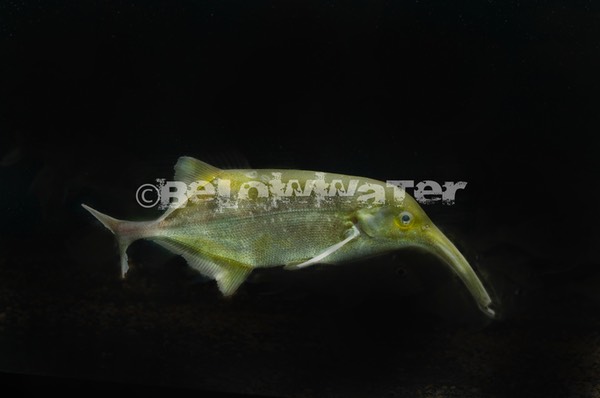 Campylomormyrus curvirostris