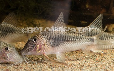 CATFISH 〜 キャットフィッシュ（ナマズ）〜