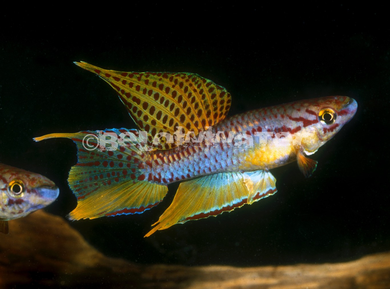 Chromaphyosemion bivitattum