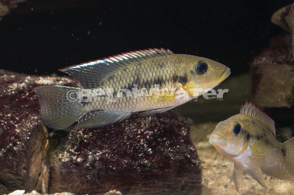 Chromidotilapia kingsleyae