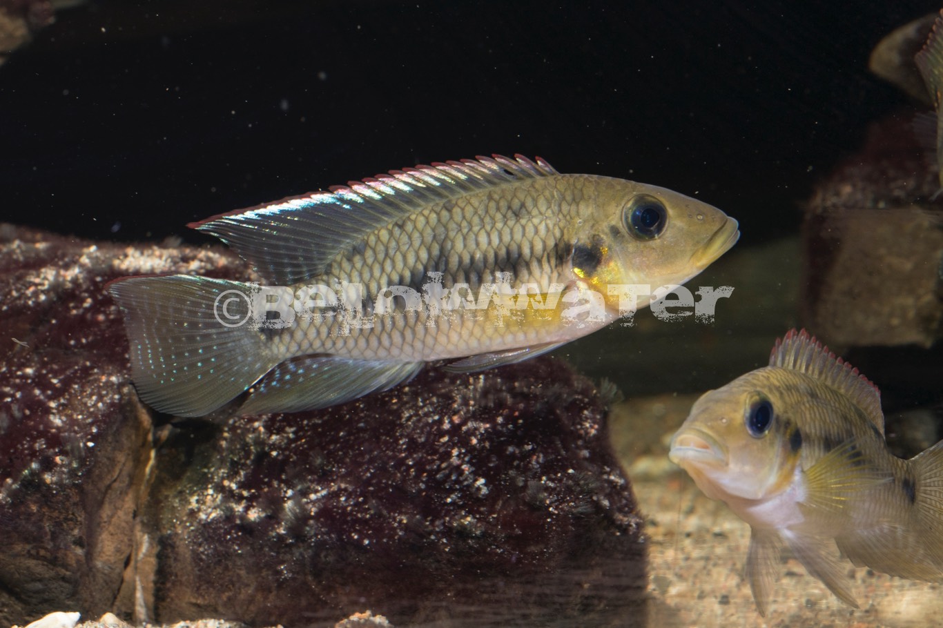 Chromidotilapia kingsleyae