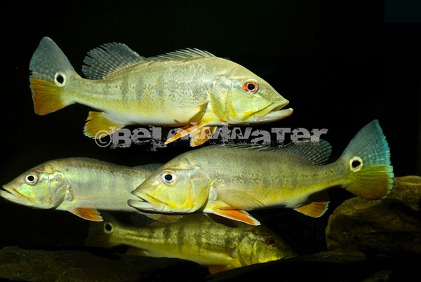 Cichla intermedia