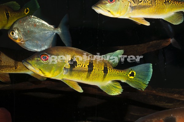Cichla orinocoensis