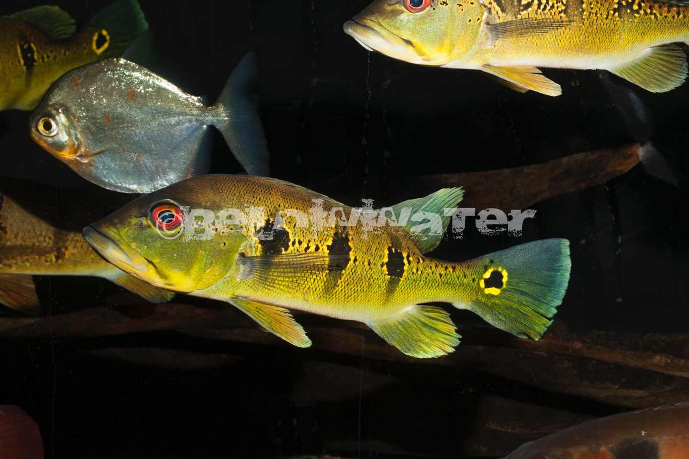 Cichla orinocoensis