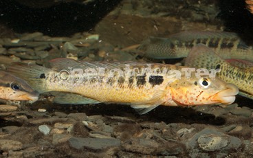 CICHLIDS 〜 シクリッド 〜