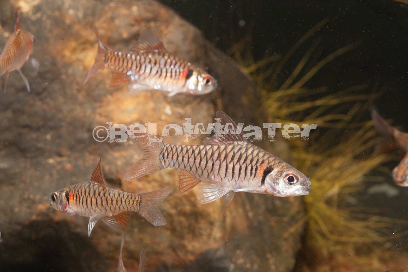 Clypeobarbus pleuropholis