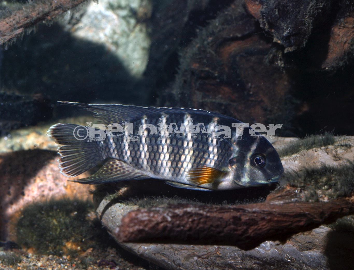 Thys van den Audenaerde, 1969