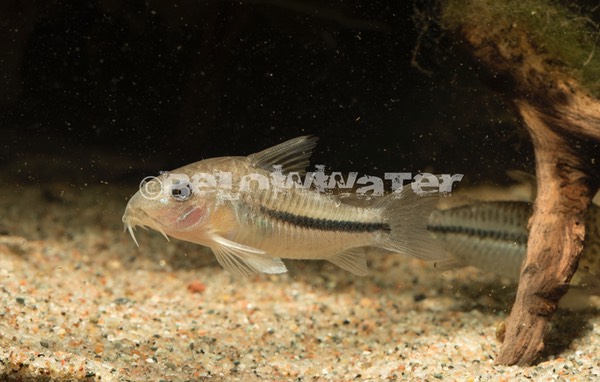 Corydoras baderi