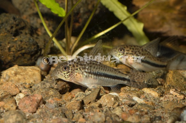 Corydoras coppenamensis