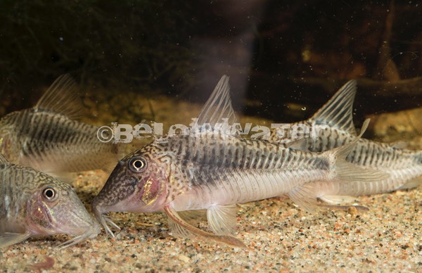 Corydoras geoffroyi