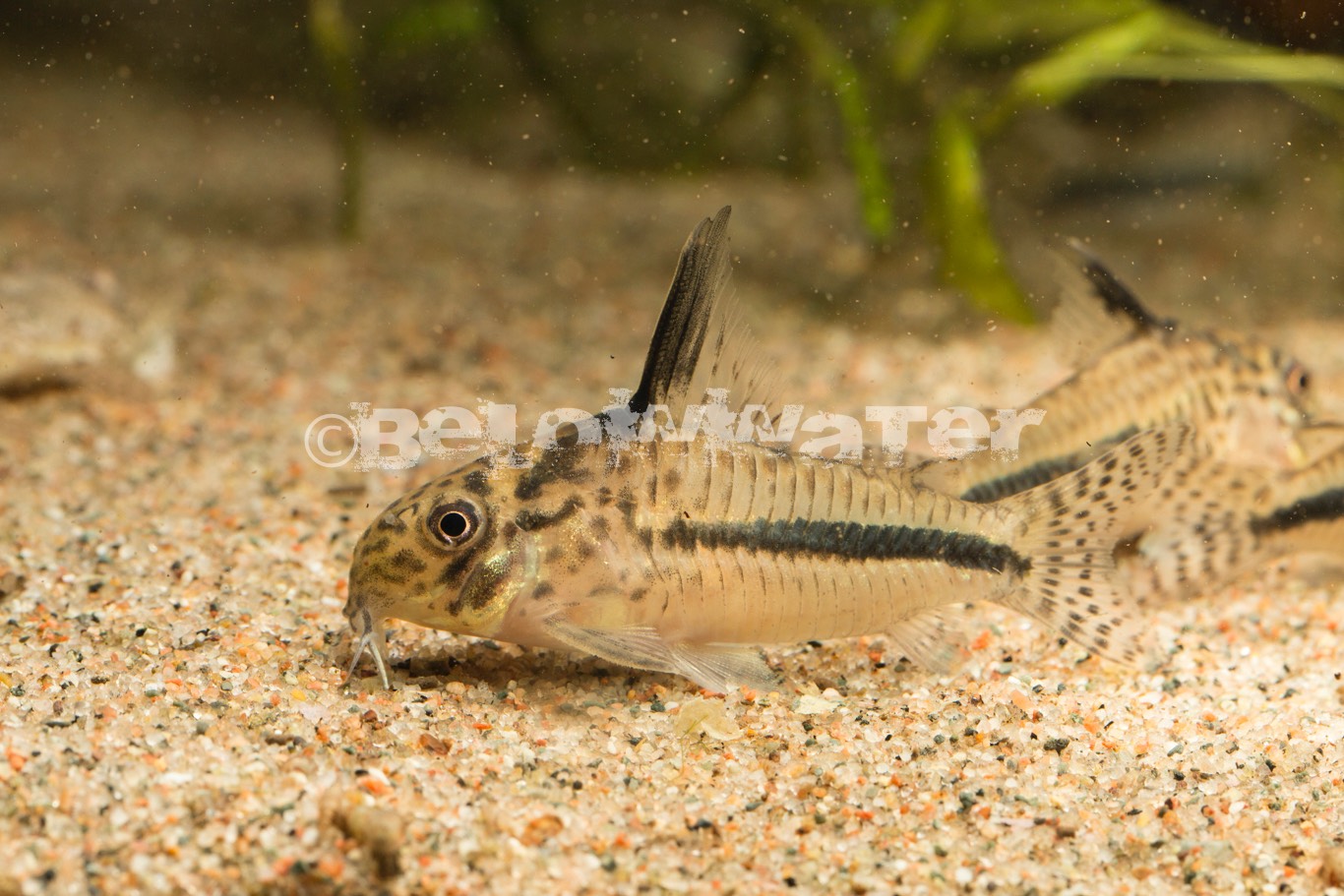 Corydoras sipaliwini