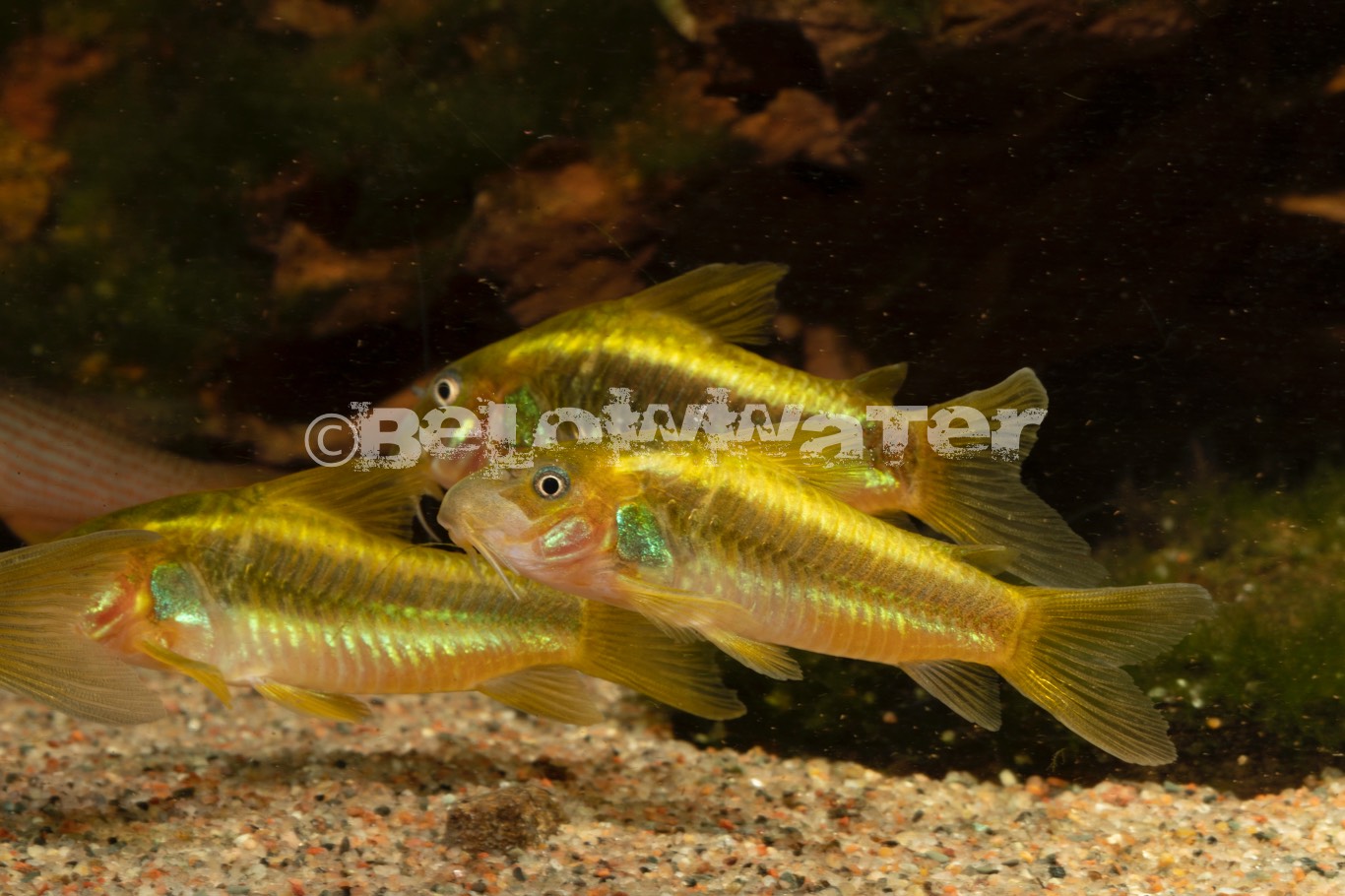 Corydoras spec. /Green Laser