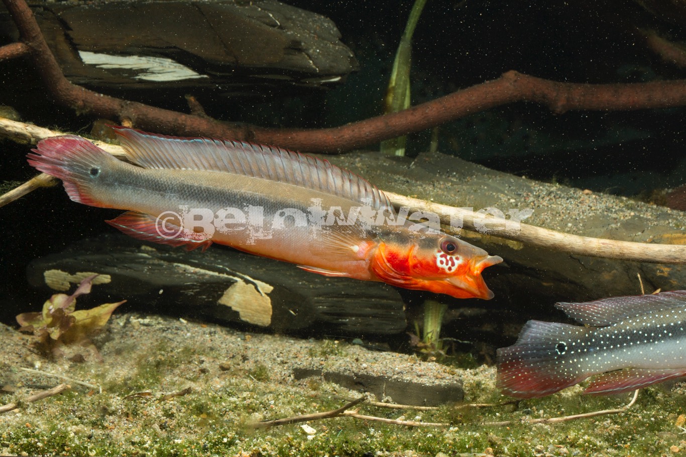 Crenicichla multispinosa