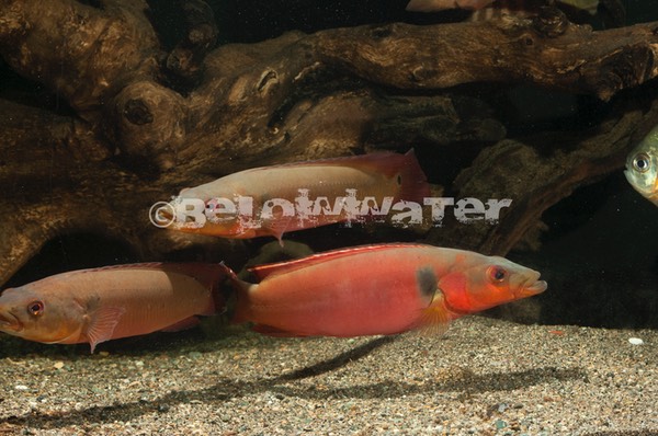 Crenicichla spec. /Tapajos