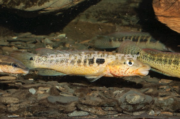 Crenicichla tuca