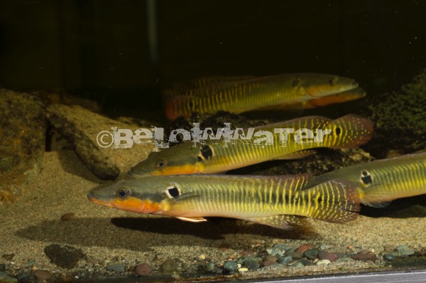 Crenicichla zebrina