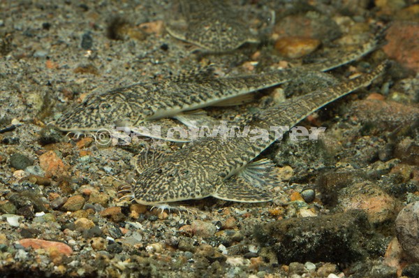 Crossoloricaria variegata