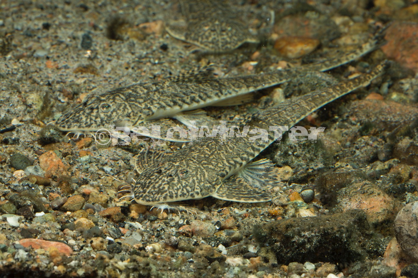 Crossoloricaria variegata