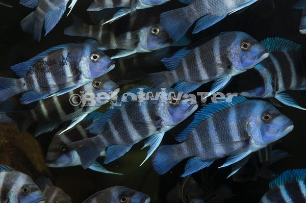 Cyphotilapia frontosa /Tembwe