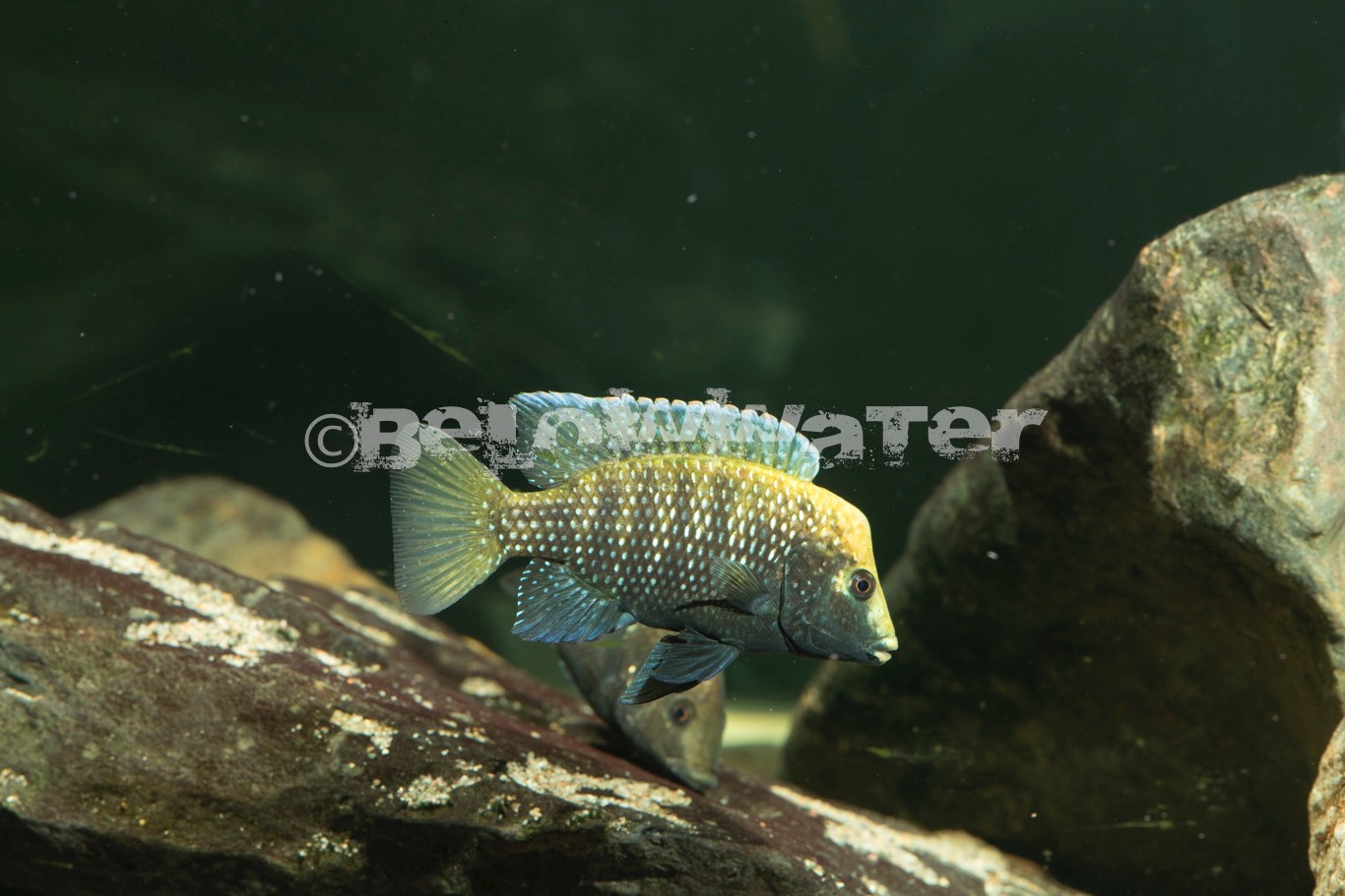 Danakilia spec. Shurokay