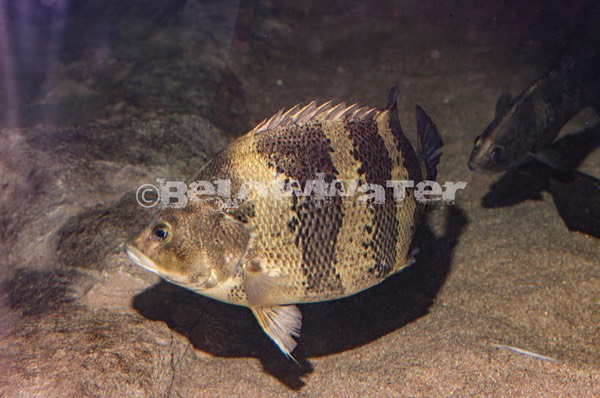 Datnioides campbelli