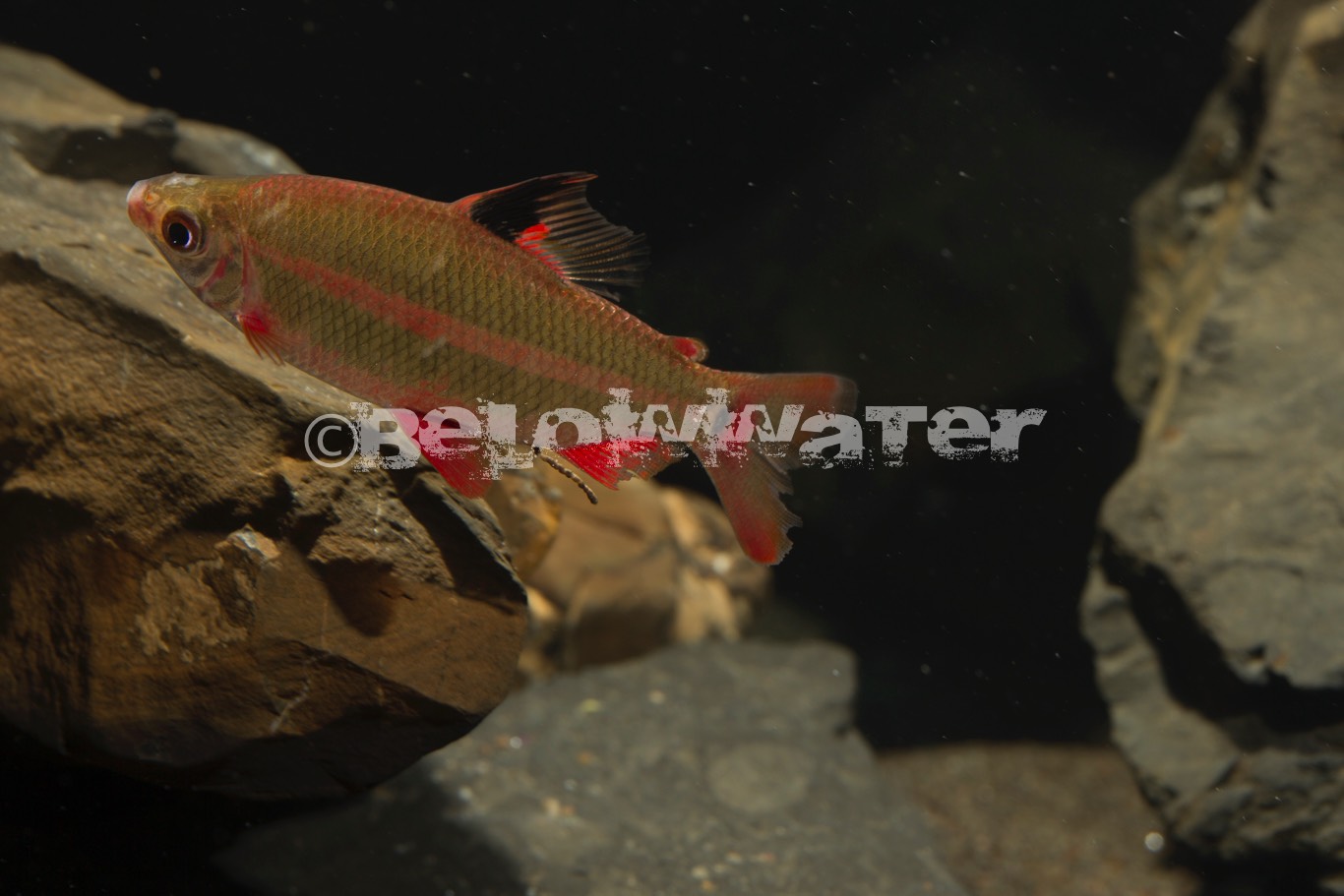 Distichodus noboli /Lefini