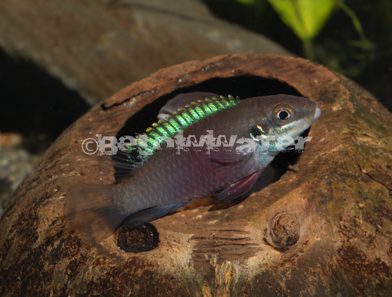 Enigmatochromis lucanusi